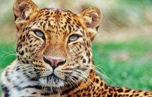 WWF vilde dyr amur leopard David Lawson WWF UK