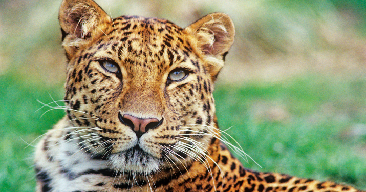 WWF vilde dyr amur leopard David Lawson WWF UK